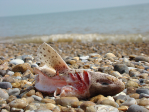 discarded dogfish on beach